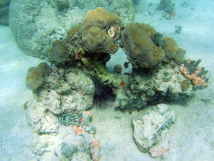 Сложный коралл с "седеющим" морским ежом внутри.
