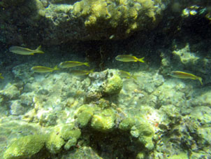 Подводный мир коралловой отмели острова Длинный (Исла Ларга).