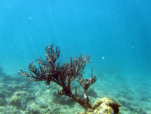 Одинокое коралловое "дерево" у подводного склона острова Длинный (Исла Ларга).