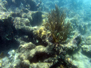 Подводный мир коралловой отмели острова Длинный (Исла Ларга).