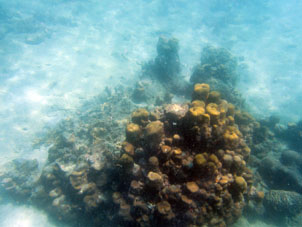 И такие кораллы можно встретить.