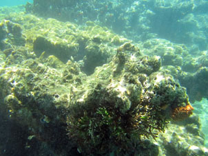 К кораллам крепятся и животные и растения.