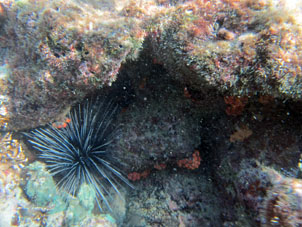 Вот торчит такой ёж среди кораллов на мелководье, наступишь и уколешься.