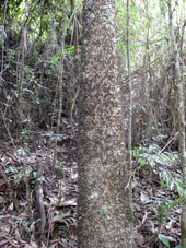 Дерево Хабильо, из которого получается хорошая древесина, имеет колючие шипы на стволе.