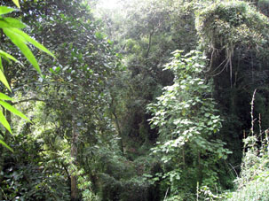 Тропический лес в национальном парке Авила.