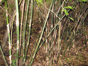 Молодой бамбук.