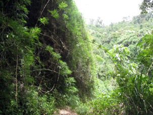 Тропический лес в национальном парке Авила.