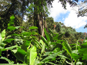 Уже упомянутые местные лопухи с листьями похожими на банановые.