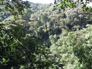 Тропический лес на склонах национального парка Авила.