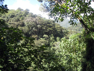 Тропический лес на склонах национального парка Авила.