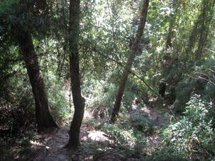 Лесная тропинка в парке Авила.
