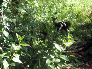 Фотография оленя в заповеднике Авила.