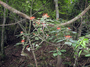 Цветы дерева в национальном парке Авила рядом с Каракасом.