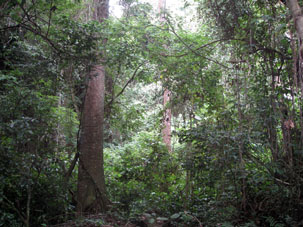 Лес в парке Авила, рядом с Каракасом.