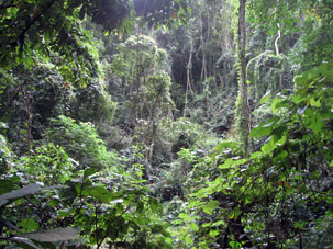 Тропический лес в национальном парке Авила около Каракаса, столицы Венесуэлы.