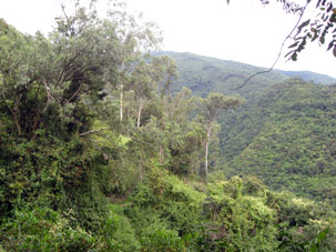 Тропический лес в национальном парке Авила около Каракаса, столицы Венесуэлы.