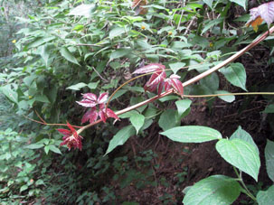 Растение с бордовыми листьями.
