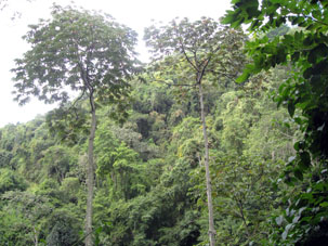 Тропический лес на склоне.