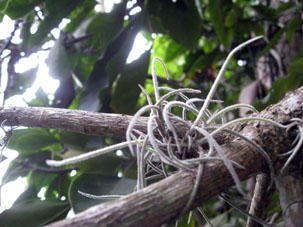 Эпифит - растение, которое использует другое, как клумбу или подставку.