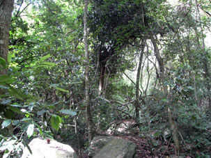 Лес в парке Авила около Каракаса.