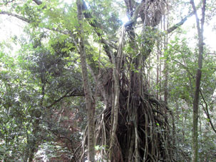 Дерево с многочисленными корнями, отходящими от его ствола и ветвей.