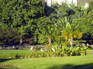 Цапли в Восточном парке Каракаса.