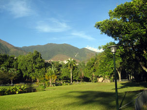 Цапли в Восточном парке Каракаса.