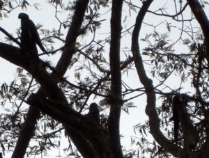 Зелёный попугай ара в Восточном парке Каракаса.