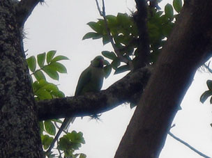 Зелёный попугай ара в Альтамире.