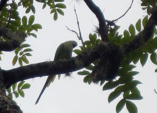 Зелёный попугай ара в Альтамире.
