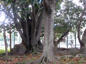 Деревья недалеко от метро Миранда.