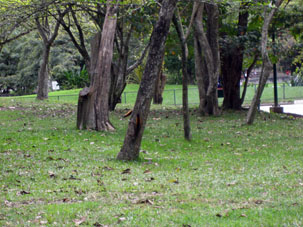 Белки в Восточном парке бегают свободно.