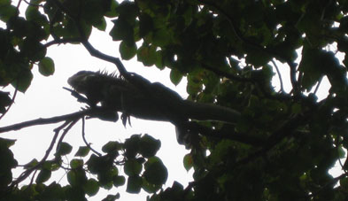 А другая игуана лазила по деревьям.