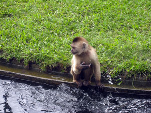 Решёток нет, а преградой обезьянам служит ров с водой.