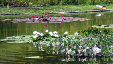 Цветение лотосов в Восточном парке.