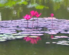 Цветение лотосов в Восточном парке.
