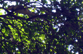 Игуана на дереве.