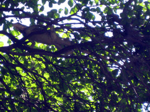 Игуана на дереве.