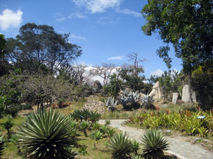 Тематический уголок растительности в Восточном парке Каракаса.