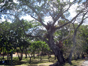 Дерево с эпифитами.