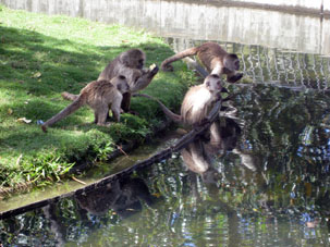Решёток нет, а преградой обезьянам служит ров с водой.