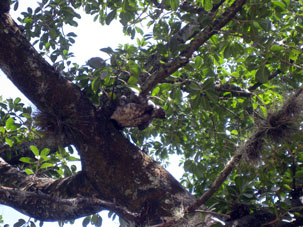 Ленивец на дереве в Восточном парке.