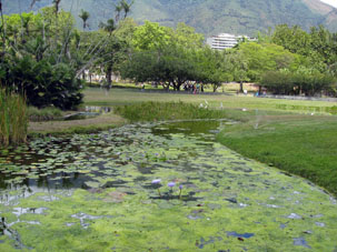 Пруд с лотосами в Восточном парке Каракаса, столицы Венесуэлы.