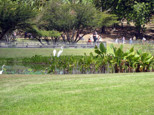 Большие белые цапли в Восточном парке Каракаса.
