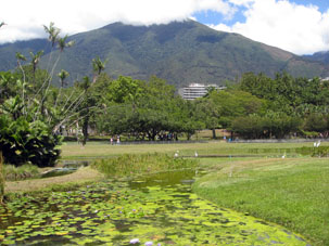 Пруд с лотосами в Восточном парке Каракаса, столицы Венесуэлы.