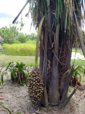 Пальма в Восточном парке Каракаса.
