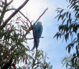 Синего ара я раньше не встречал на воле. Вот впервые увидел его в Фуэрте Тиуна.