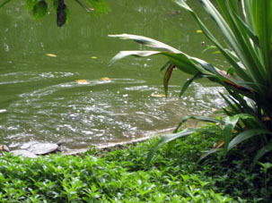 Я подошёл к пруду, на берегу которого лежали водяные черепахи.
