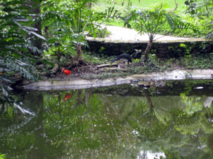 По берегу пруда ходил красный ибис и другая птица, а с той стороны пруд отделялся от дорожки низеньким заборчиком.