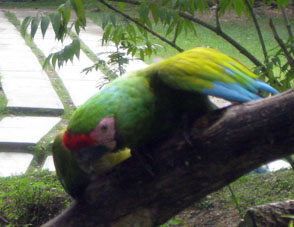 В вольерчике сидел третий попугай ара, зелёного цвета. Надо сказать, что в Каракасе я встречал в основном зелёных попугаев. А этот был близко, без клетки, не привязанный и никуда не улетал.